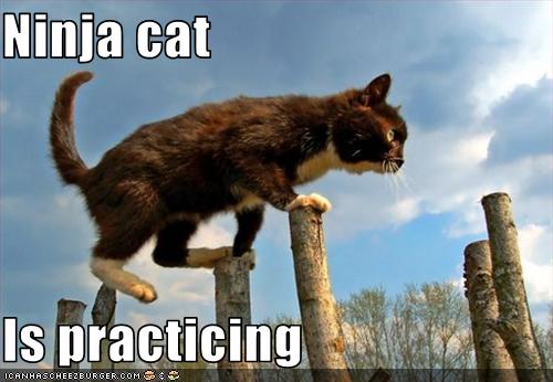 Bilder-Thread uh43048,1255441429,funny-pictures-ninja-cat-practices