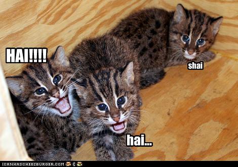 Bilder-Thread uh43048,1255441443,funny-pictures-one-cat-is-shy