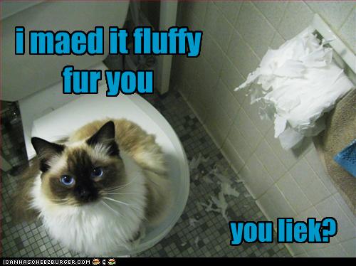 Bilder-Thread uh43048,1255444634,funny-pictures-cat-fluffed-your-toilet-paper