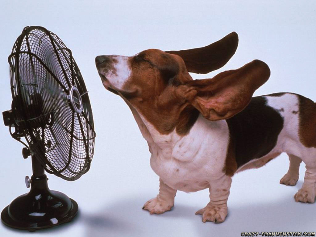 Bilder-Thread uh43048,1255444710,funny-dog-wallpapers