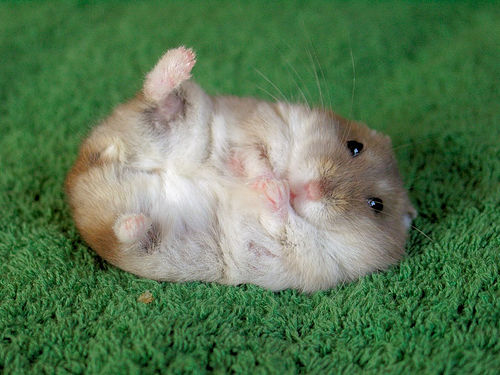 Bilder-Thread uh43048,1255445053,hamster
