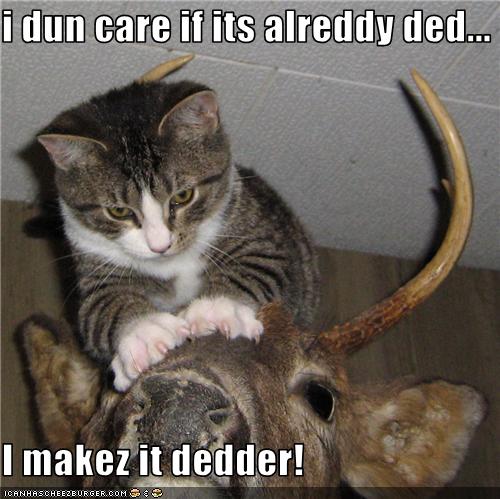 Bilder-Thread uh43048,1255447741,funny-pictures-cat-does-not-like-taxidermy