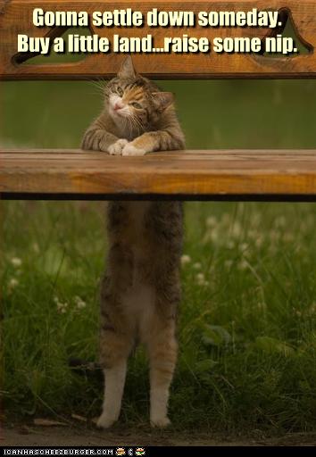 Bilder-Thread uh43048,1255447772,funny-pictures-cat-is-farmer