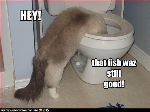 Bilder-Thread uh43048,1256477879,funny-pictures-cat-watches-fish-in-toilet