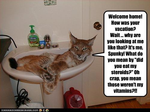 Bilder-Thread uh43048,1256477919,funny-pictures-your-cat-ate-steroids