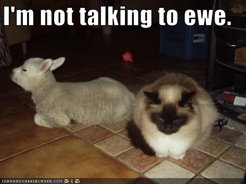 Bilder-Thread uh43048,1256477968,funny-pictures-cat-is-not-talking-to-ewe