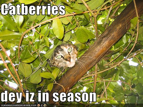 Bilder-Thread uh43048,1256478011,funny-pictures-cat-is-in-tree