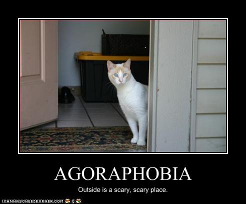 Bilder-Thread uh43048,1256583624,funny-pictures-cat-is-scared-of-outside