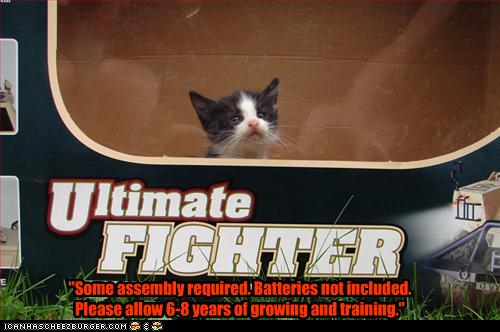 Bilder-Thread uh43048,1256583655,funny-pictures-kitten-is-ultimate-fighter