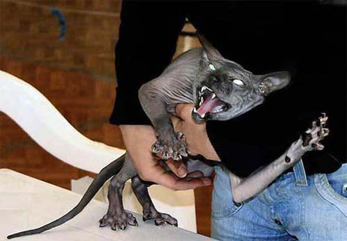 Bilder-Thread uh43048,1256838625,evil cat01