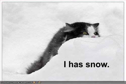 Bilder-Thread uh43048,1256839204,funny-pictures-cat-has-snow