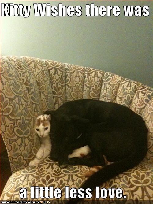 Bilder-Thread uh43048,1256839306,funny-pictures-cat-wants-less-love