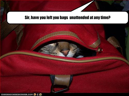 Bilder-Thread uh43048,1257156597,funny-pictures-cat-is-hidden-in-your-bag