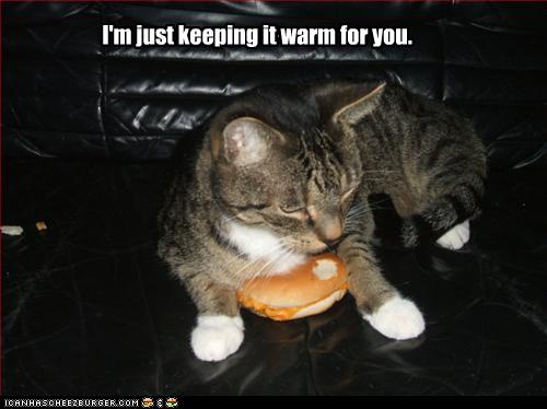 Bilder-Thread uh43048,1257156641,funny-pictures-cat-keeps-your-burger-warm