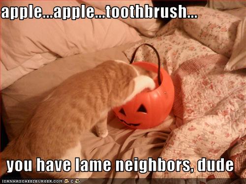 Bilder-Thread uh43048,1257156744,funny-pictures-cat-insults-your-neighbors