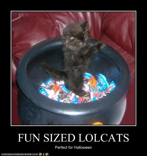 Bilder-Thread uh43048,1257156763,funny-pictures-kitten-is-perfect-for-halloween