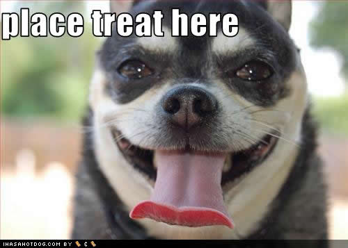 Bilder-Thread uh43048,1257348501,funny-dog-pictures-treat-here