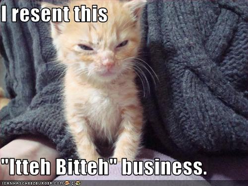 Bilder-Thread uh43048,1257445390,funny-pictures-kitten-does-not-like-being-called-small
