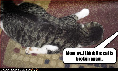 Bilder-Thread uh43048,1257445411,funny-pictures-cat-is-broken