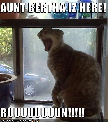 Bilder-Thread uh43048,1257445456,funny-pictures-cat-runs-from-aunt