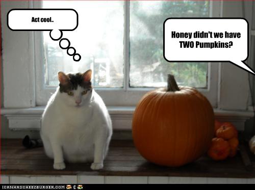 Bilder-Thread uh43048,1257445502,funny-pictures-cat-pretends-to-be-pumpkin