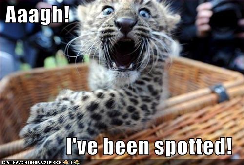 Bilder-Thread uh43048,1257445519,funny-pictures-leopard-has-been-spotted