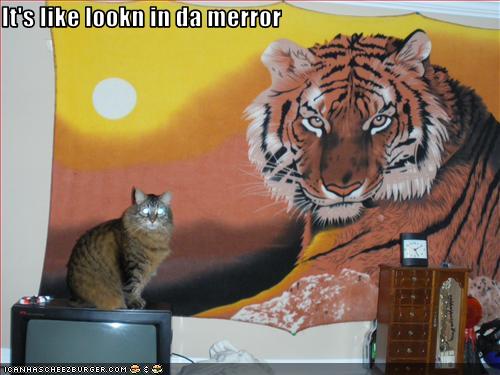 Bilder-Thread uh43048,1257702681,funny-pictures-cat-thinks-he-is-tiger