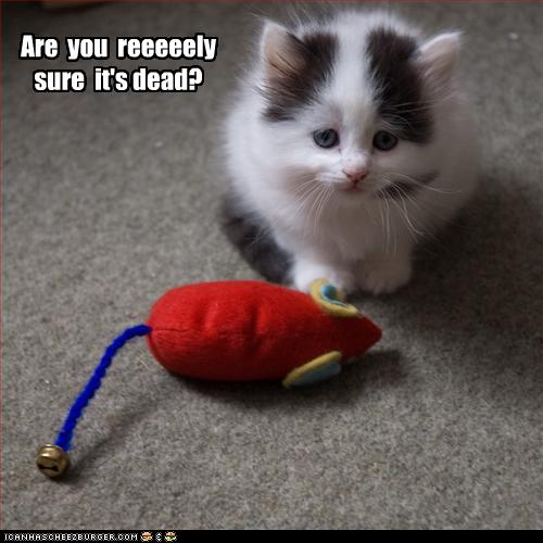 Bilder-Thread uh43048,1257702716,funny-pictures-kitten-asks-if-toy-is-dead