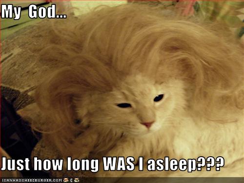 Bilder-Thread uh43048,1257702754,funny-pictures-cat-was-asleep-a-long-time
