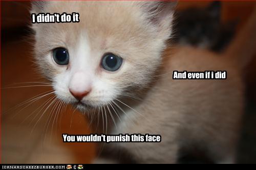 Bilder-Thread uh43048,1257849032,funny-pictures-kitten-is-innocent