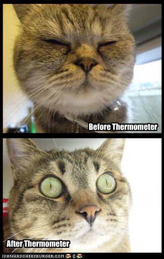 Bilder-Thread uh43048,1257849069,funny-pictures-cat-before-and-after-thermometer