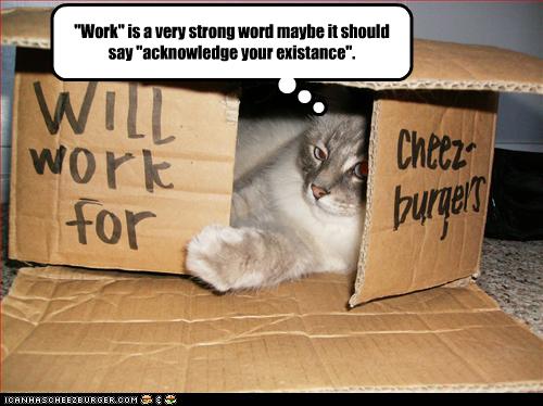 Bilder-Thread uh43048,1257849084,funny-pictures-cat-may-work-for-cheeseburgers