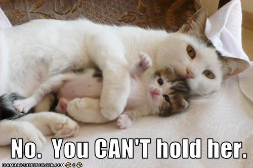 Bilder-Thread uh43048,1258144084,funny-pictures-you-cannot-hold-kitten