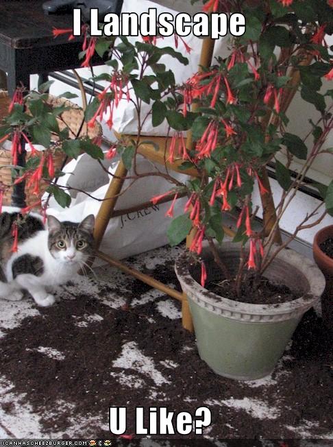 Bilder-Thread uh43048,1258144194,funny-pictures-cat-does-landscaping