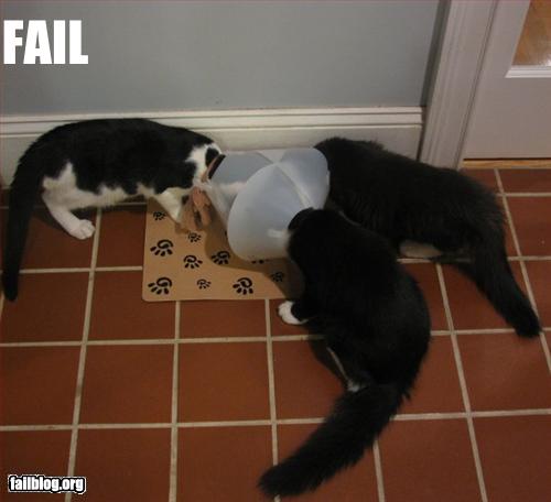 Bilder-Thread uh43048,1258144680,epic-fail-eating-fail