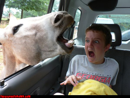 Bilder-Thread uh43048,1258224399,laural-goat-P