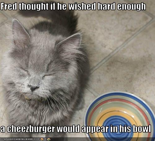 Bilder-Thread uh43048,1258224655,funny-pictures-cat-wishes-for-cheeseburger