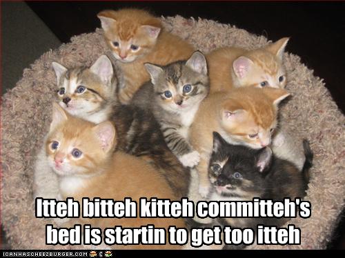 Bilder-Thread uh43048,1258886311,funny-pictures-kittens-need-bigger-bed