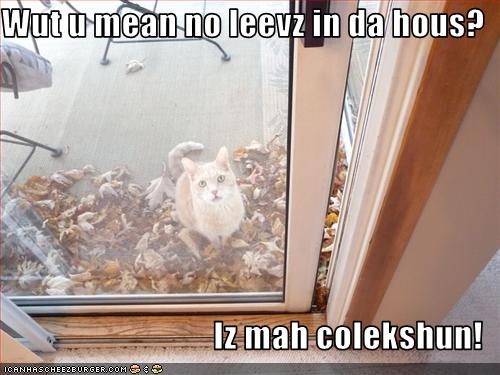 Bilder-Thread uh43048,1258886334,funny-pictures-cat-collects-leaves