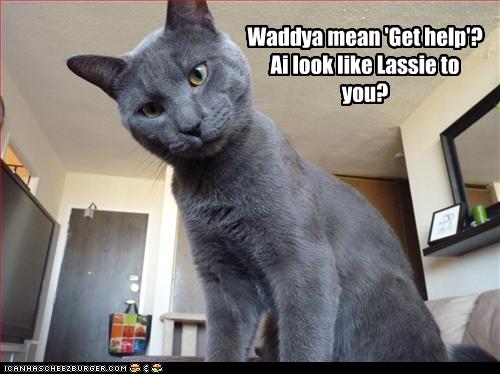 Bilder-Thread uh43048,1258886439,funny-pictures-cat-will-not-help-you