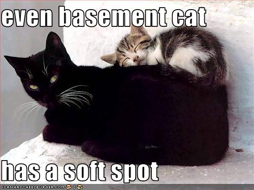 Bilder-Thread uh43048,1258886500,funny-pictures-basement-cat-has-soft-spot