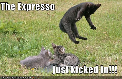 Bilder-Thread uh43048,1258886520,funny-pictures-cat-drank-espresso