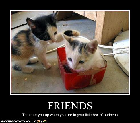 Bilder-Thread uh43048,1258886573,funny-pictures-kitten-has-friends