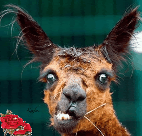 Bilder-Thread uh43048,1258987294,funny animals 37-1-1