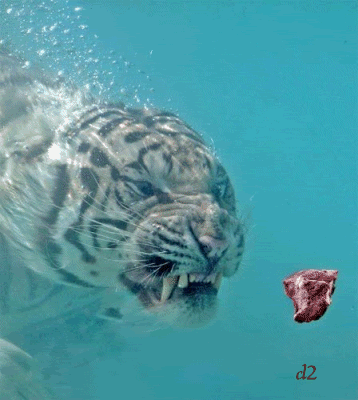 Bilder-Thread uh43048,1258987351,AnimalsTigerswimingmeatcl2