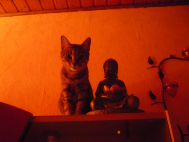 Bilder-Thread uh43048,1259101719,d53468w122