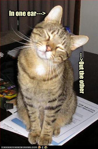 Bilder-Thread uh43048,1259253624,funny-pictures-cat-is-not-listening