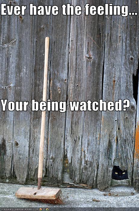 Bilder-Thread uh43048,1259253647,funny-pictures-cat-watches-you