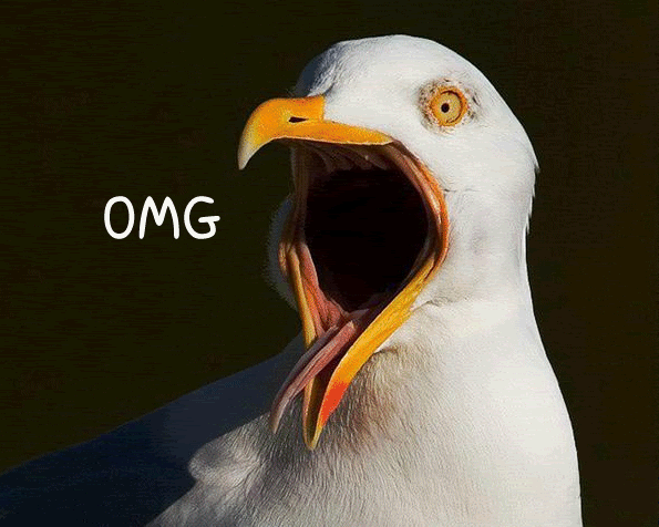 Bilder-Thread uh43048,1259308648,AnimalslolFunnyseagullcaption083001