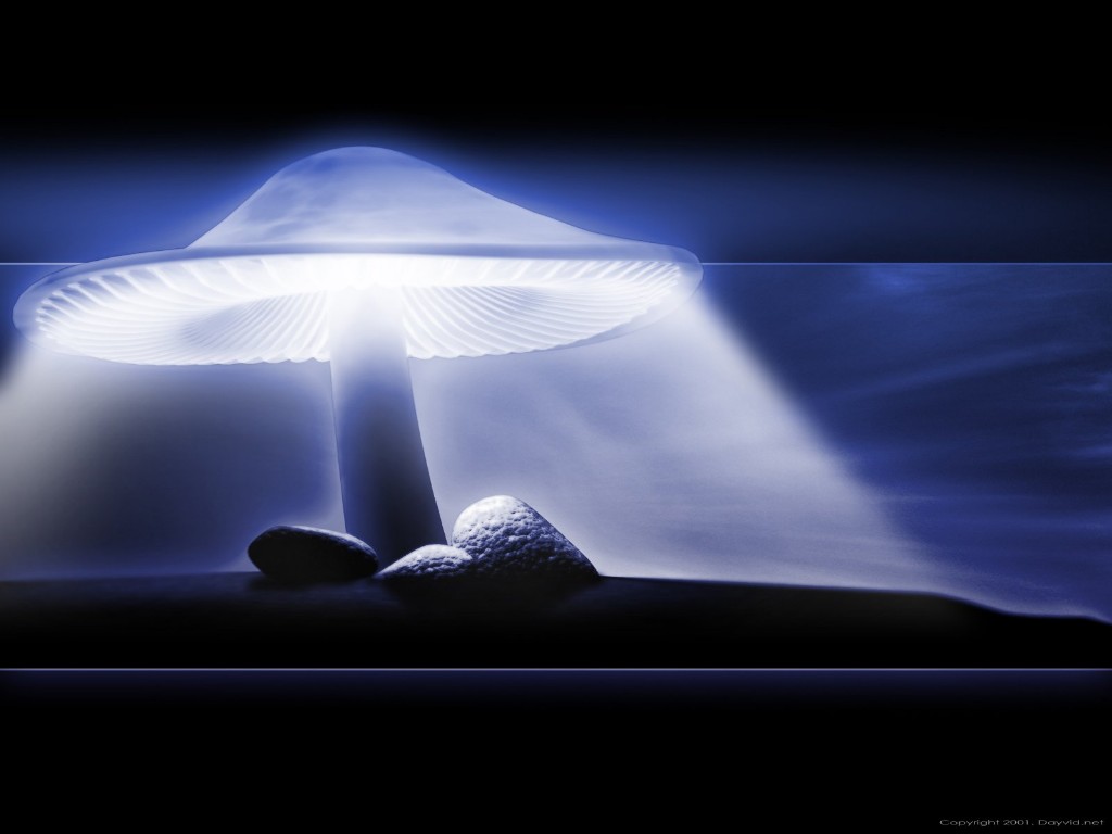 Bilder-Thread uh43048,1259611487,Magic Mushroom
